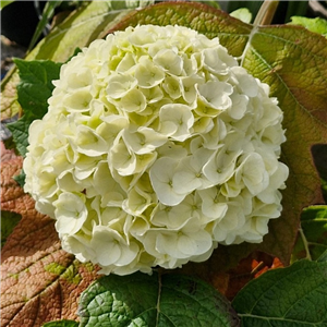 Hydrangea Quercifolia 'Tara'